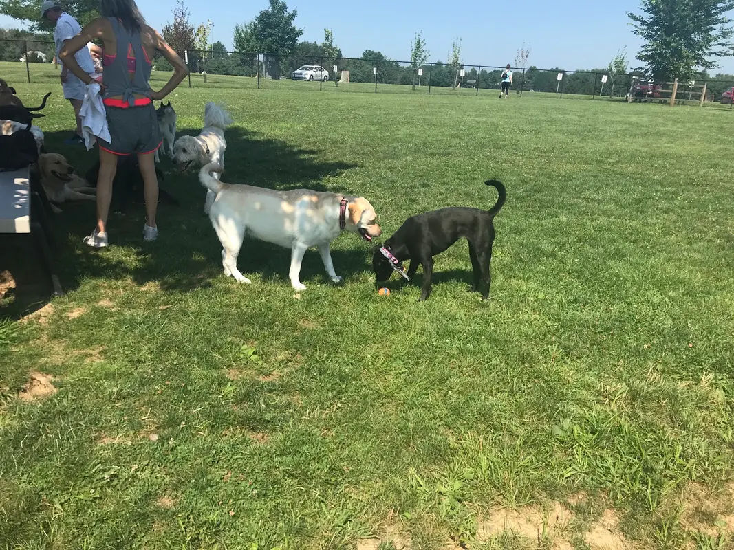 Doylestown Private Dog Park (members only) in Warrington - Photo 4