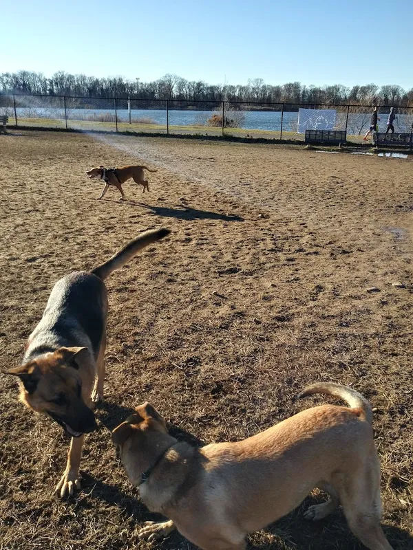 Falls Community Dog Park in Morrisville - Photo 2