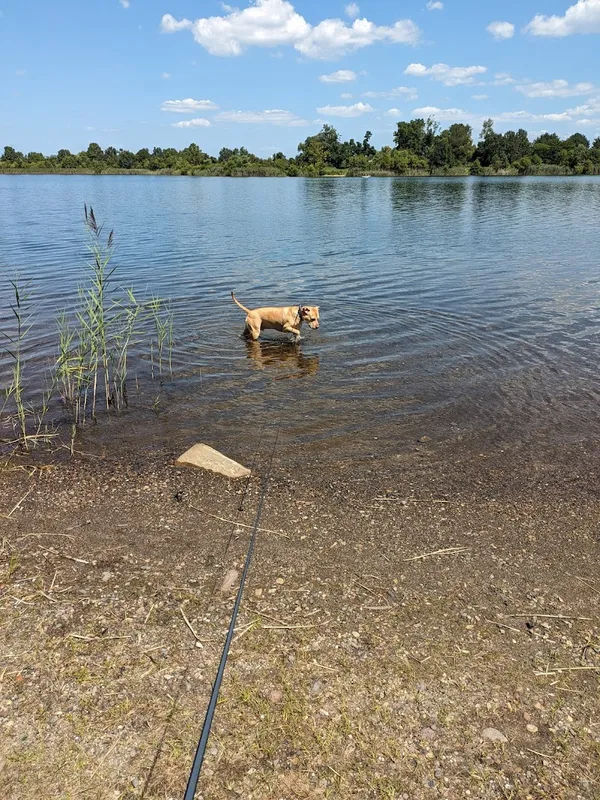 Falls Community Dog Park in Morrisville - Photo 4