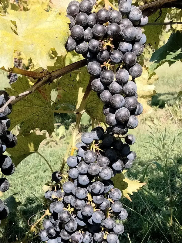 Wycombe Vineyards in Furlong - Photo 1