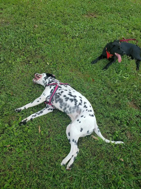 Perkasie Dog Park in Perkasie - Photo 3