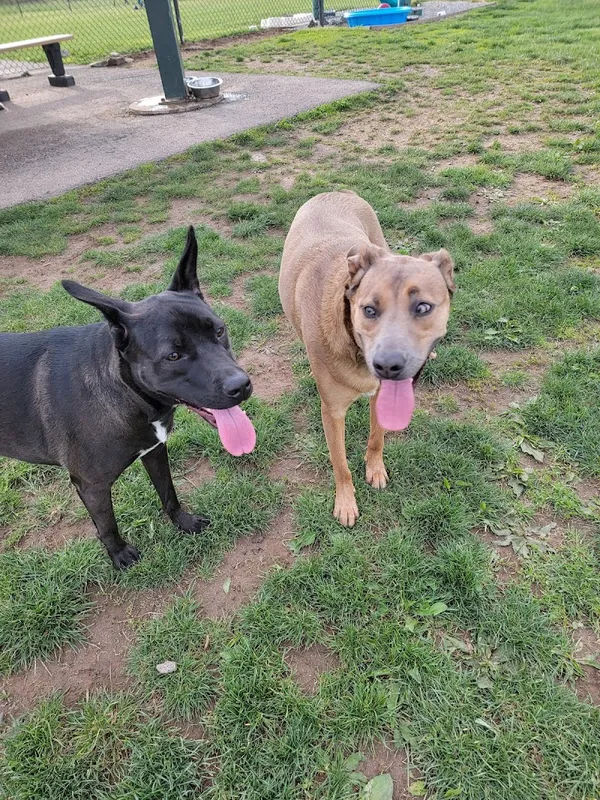 Warminster Township Bark Park in Warminster - Photo 3