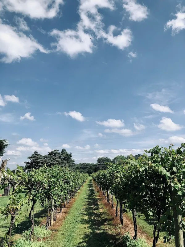 Buckingham Valley Vineyards - Photo 4