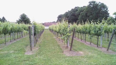 Tourist Attractions Rushland Ridge Vineyards & Winery in Warrington, Bucks County