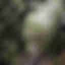 REDAH : MOSSY FOREST DAN GUNUNG IRAU