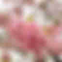 【三浦半島】大楠山 河津桜と梅が咲く2月の登山