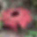 Rafflesia Kerrii - Lojing Highlands