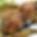 Friends' Kopitian