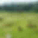 Ladang MOCCIS Sdn Bhd
