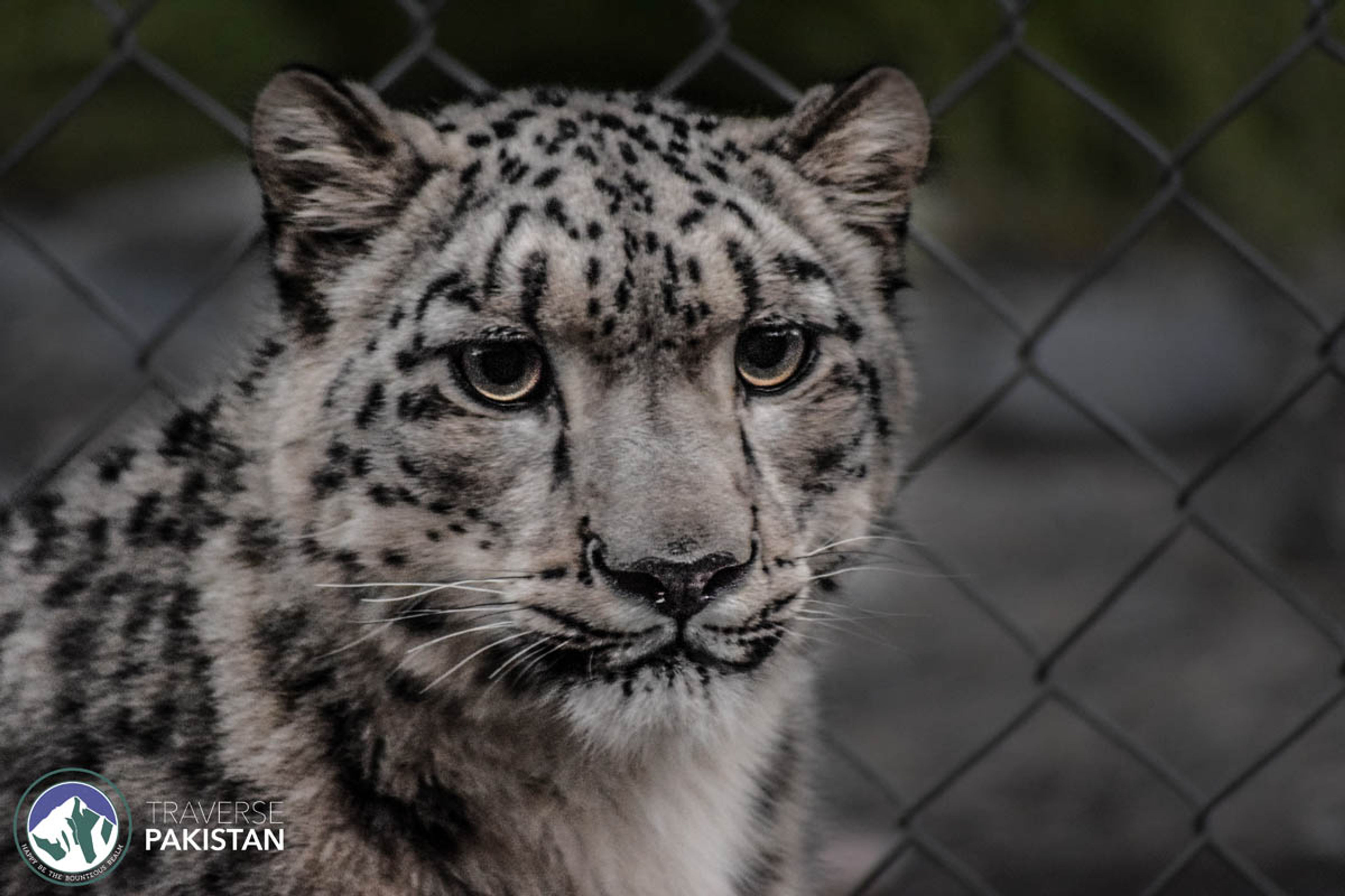 Snow Leopard View Point