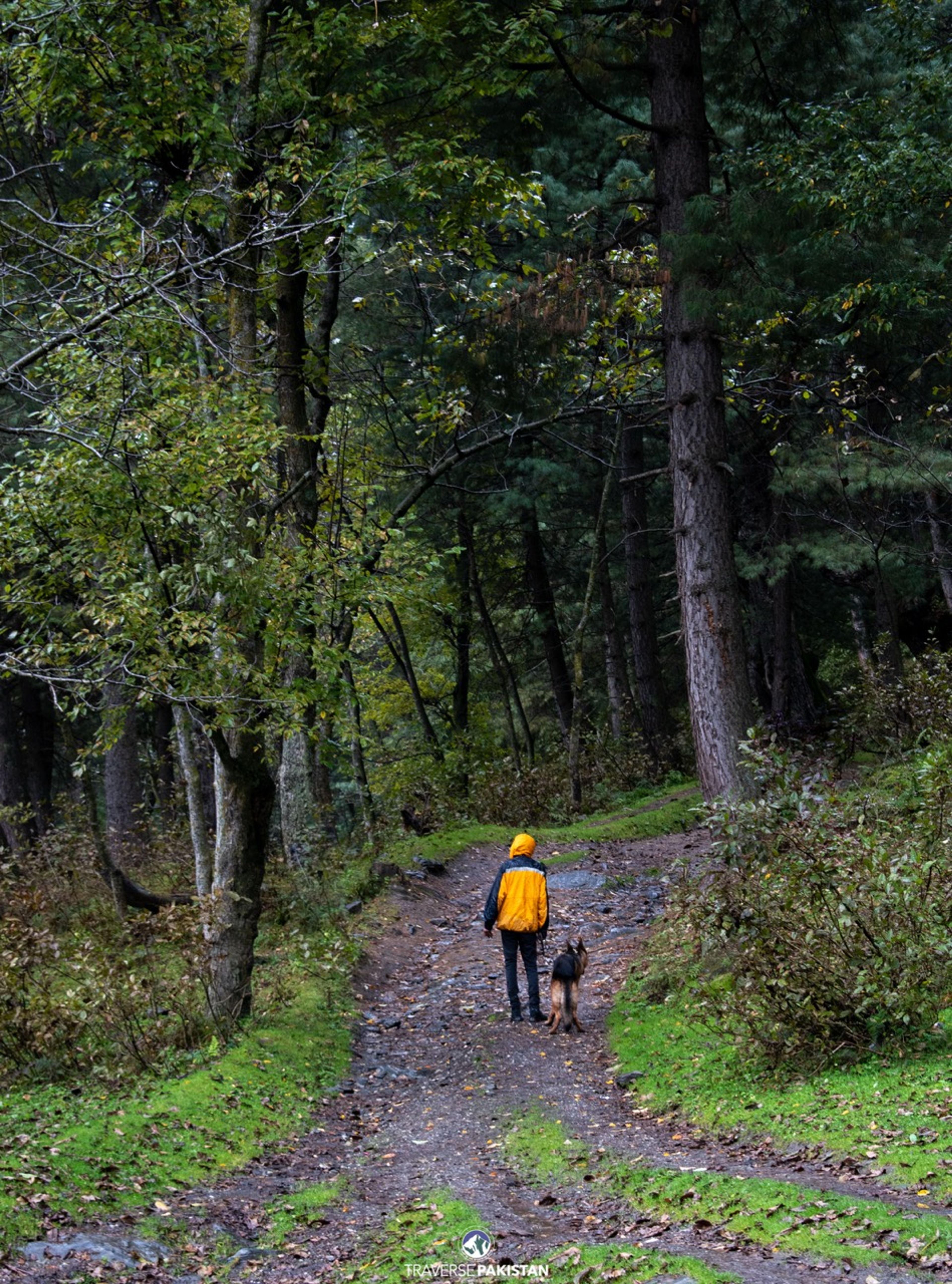 Sharan Forest & Manshi Top — 3 Days