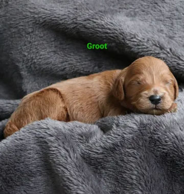 Groot