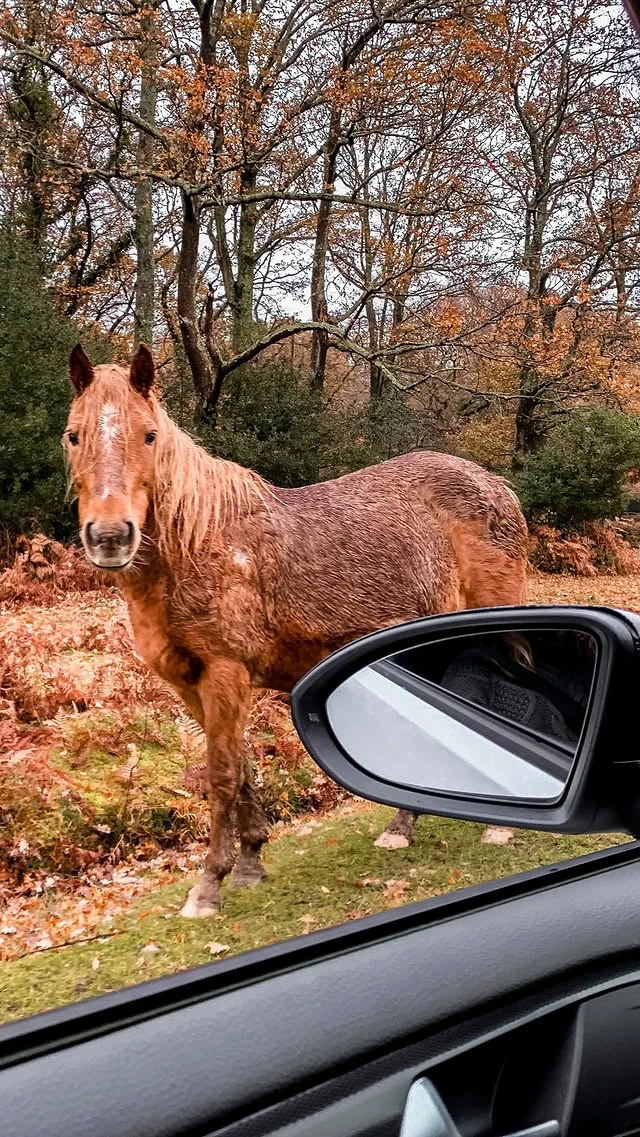 New Forest reel by @elisetanriverdi