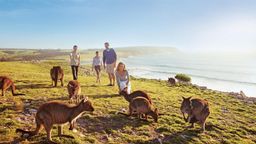 Kangaroo Island Experience