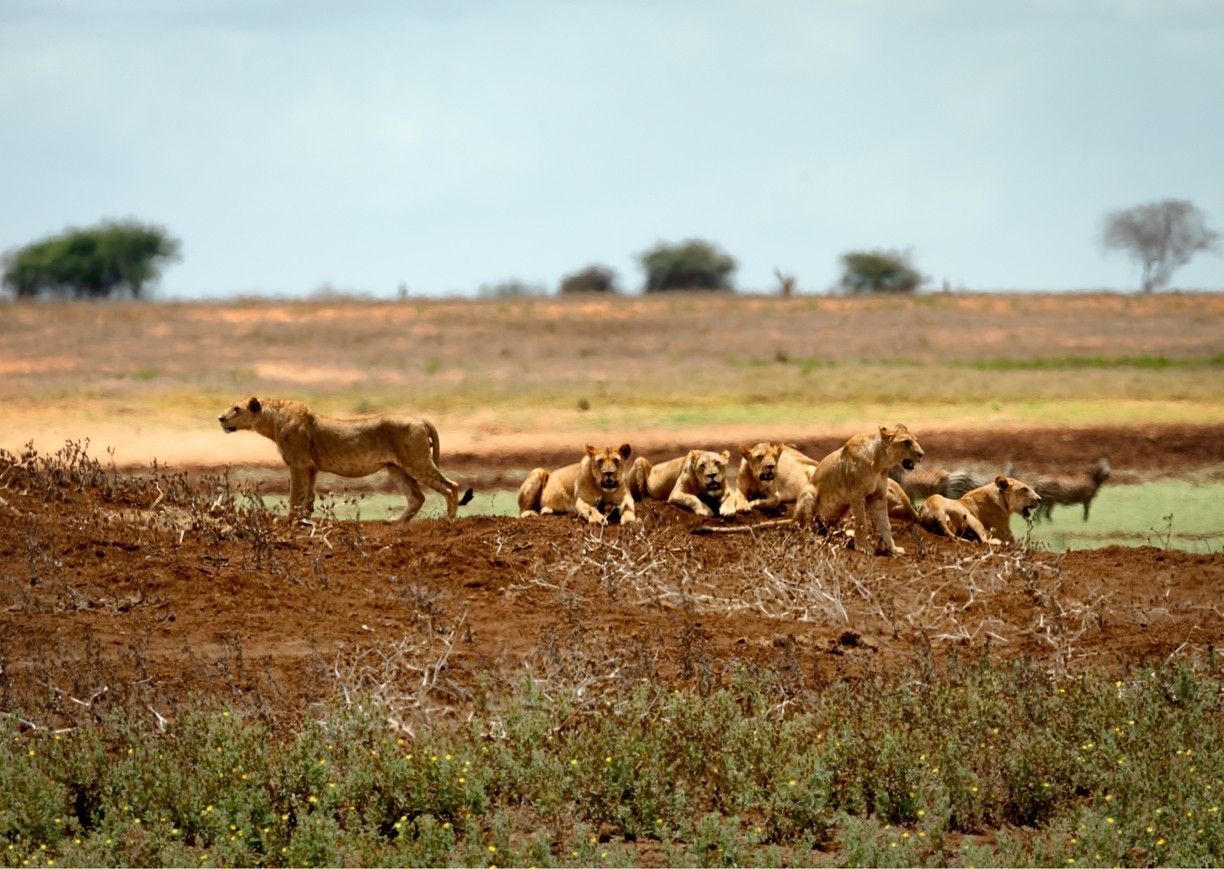 Family Safari - Amboseli | Tsavo | Mombasa