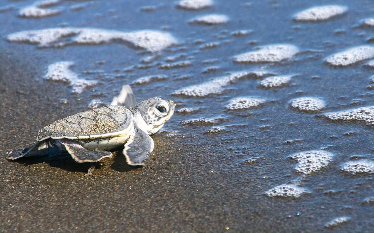 Self-Drive Beaches Nature with Tambor