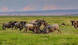 Family Safari – Masai Mara | Amboselli