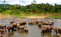 Cultural Tour from Ahungalle