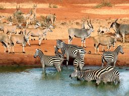 Family Safari - Amboseli | Tsavo | Mombasa