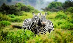 Romantic Tanzania 8 Days