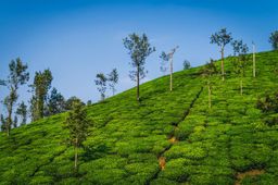 Pilgrimage Tour - Manglore, Udupi With Subramanya