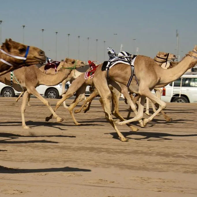 Al Shahaniya Camel Racetrack