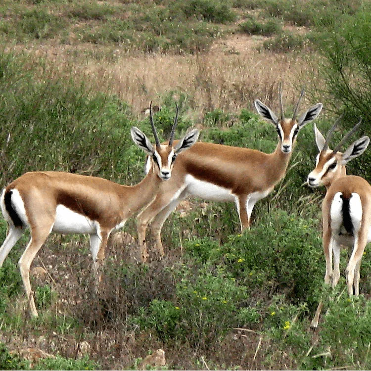 Souss-Massa National Park Ecomuseum