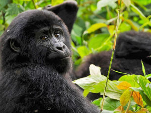 A baby mountain gorilla is sitting in the jungle.