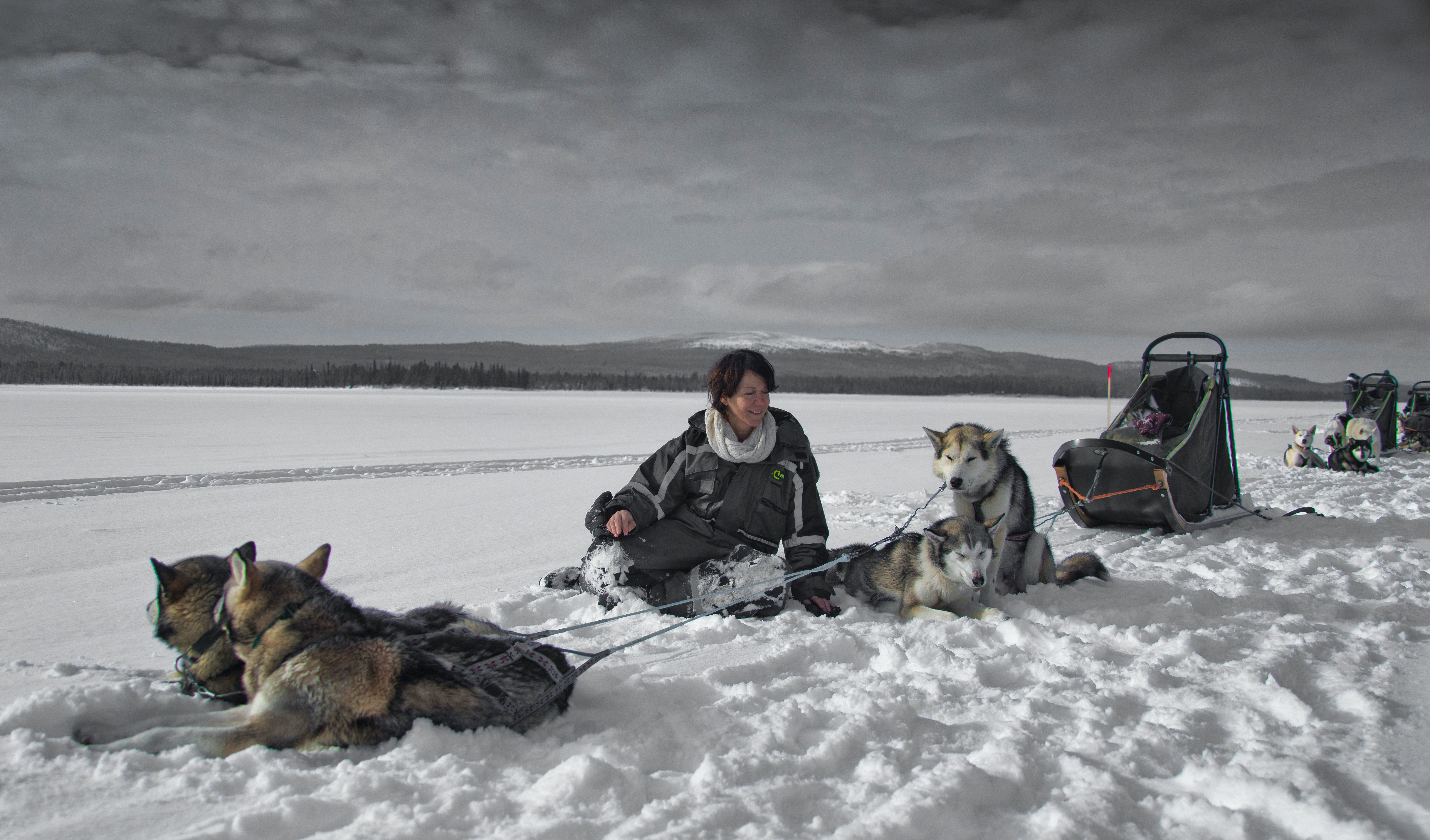 A group of people with dogs on a sled in the snow.