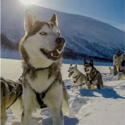 A group of huskies pulling a sled in the snow.