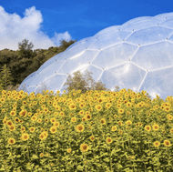 The eden dome in a field of sunflowers.