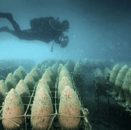 A scuba diver is swimming in the water near a group of baskets.