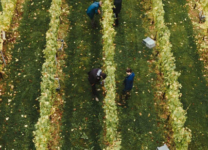 An image of a vineyard with a tractor and a tractor in the middle, Wine Experience. Balfour Winery
