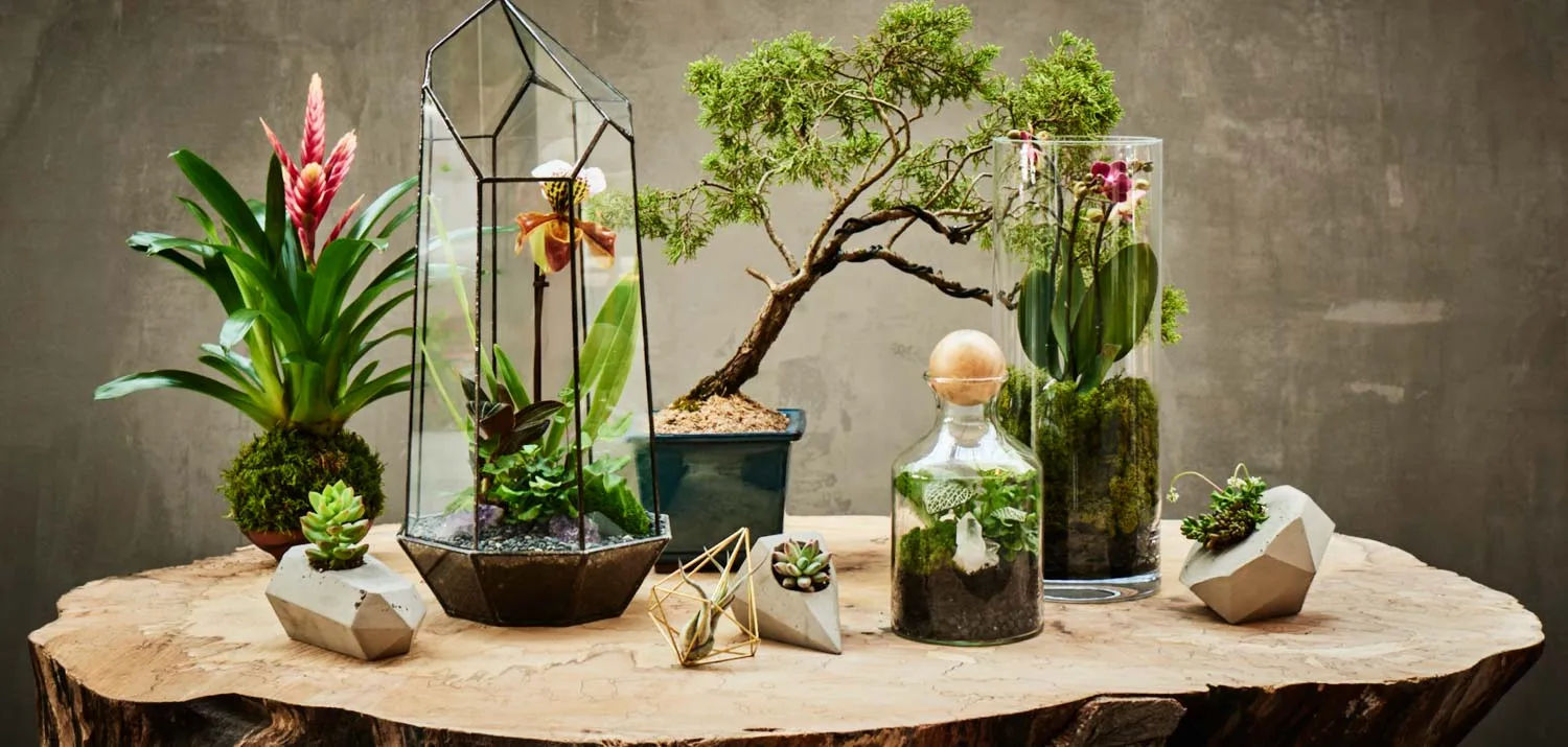 A group of terrariums and plants on a wooden table