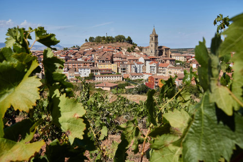 A view of a town from a vineyard.