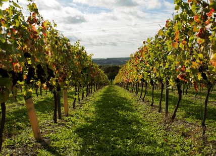 Rows of grapes