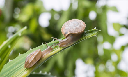 3 câu chuyện tình yêu ốc sên