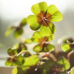 Những chiếc lá của cuộc sống