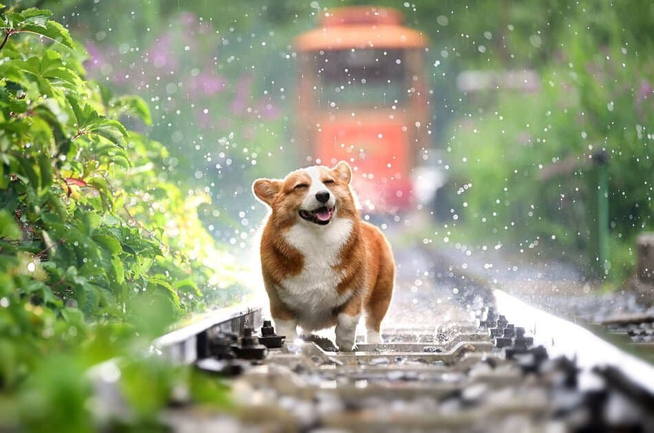 Con chó của chúng ta chạy đi đâu rồi