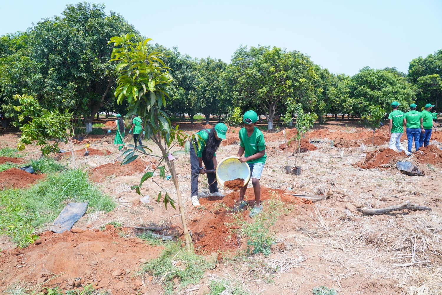Tree Plantation 2