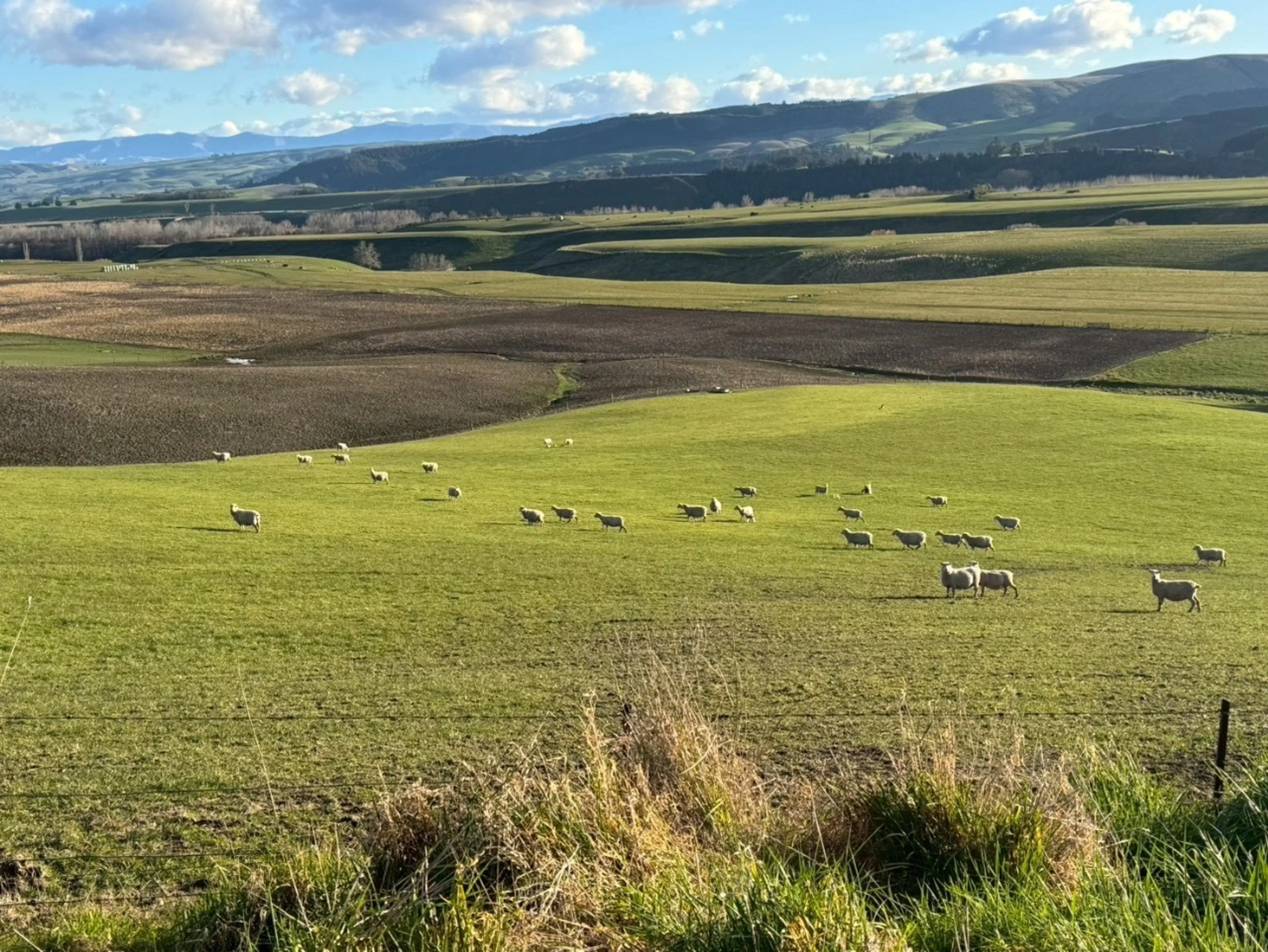 NZらしい景色