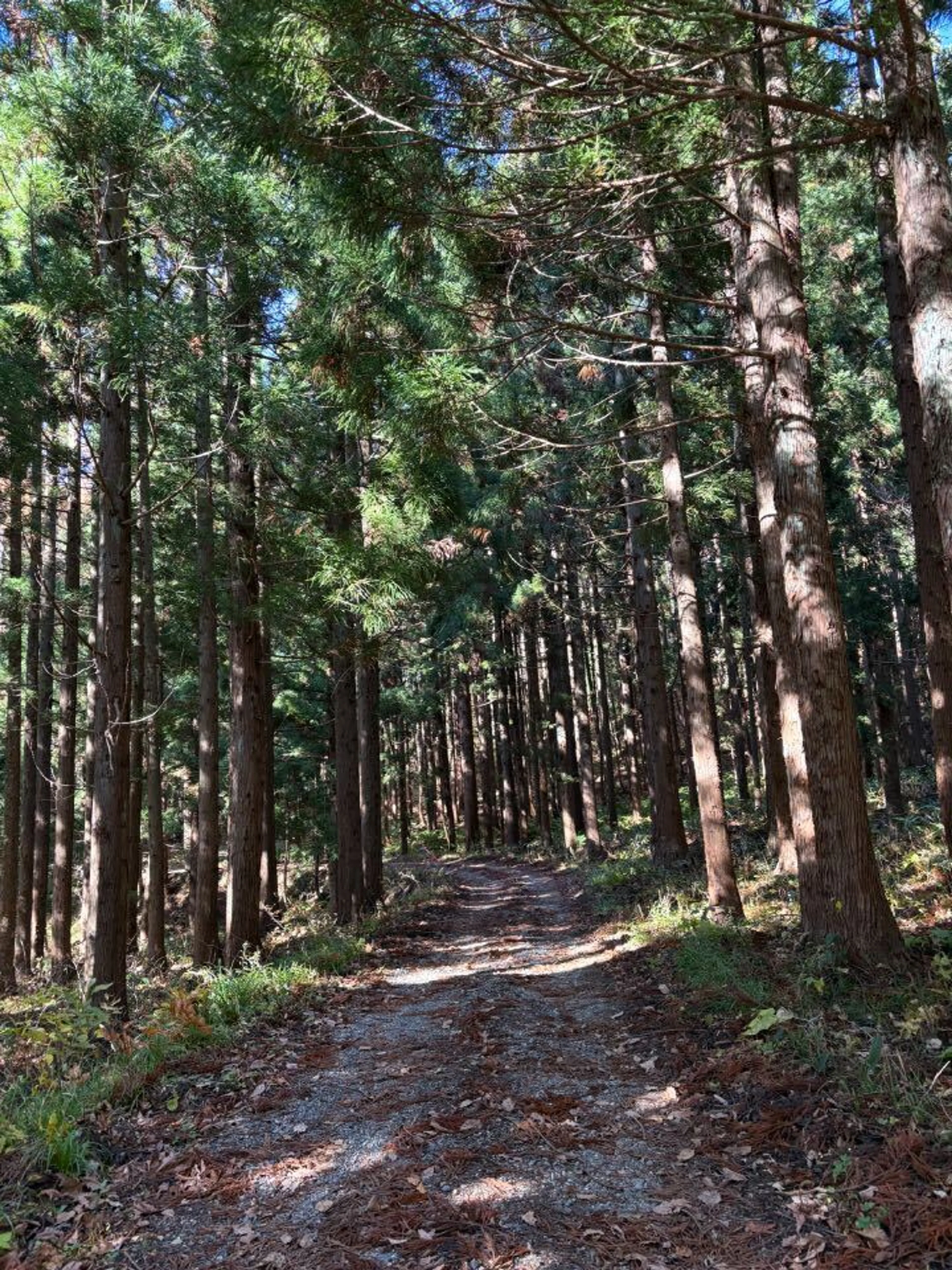 静かな林道最高カモー。