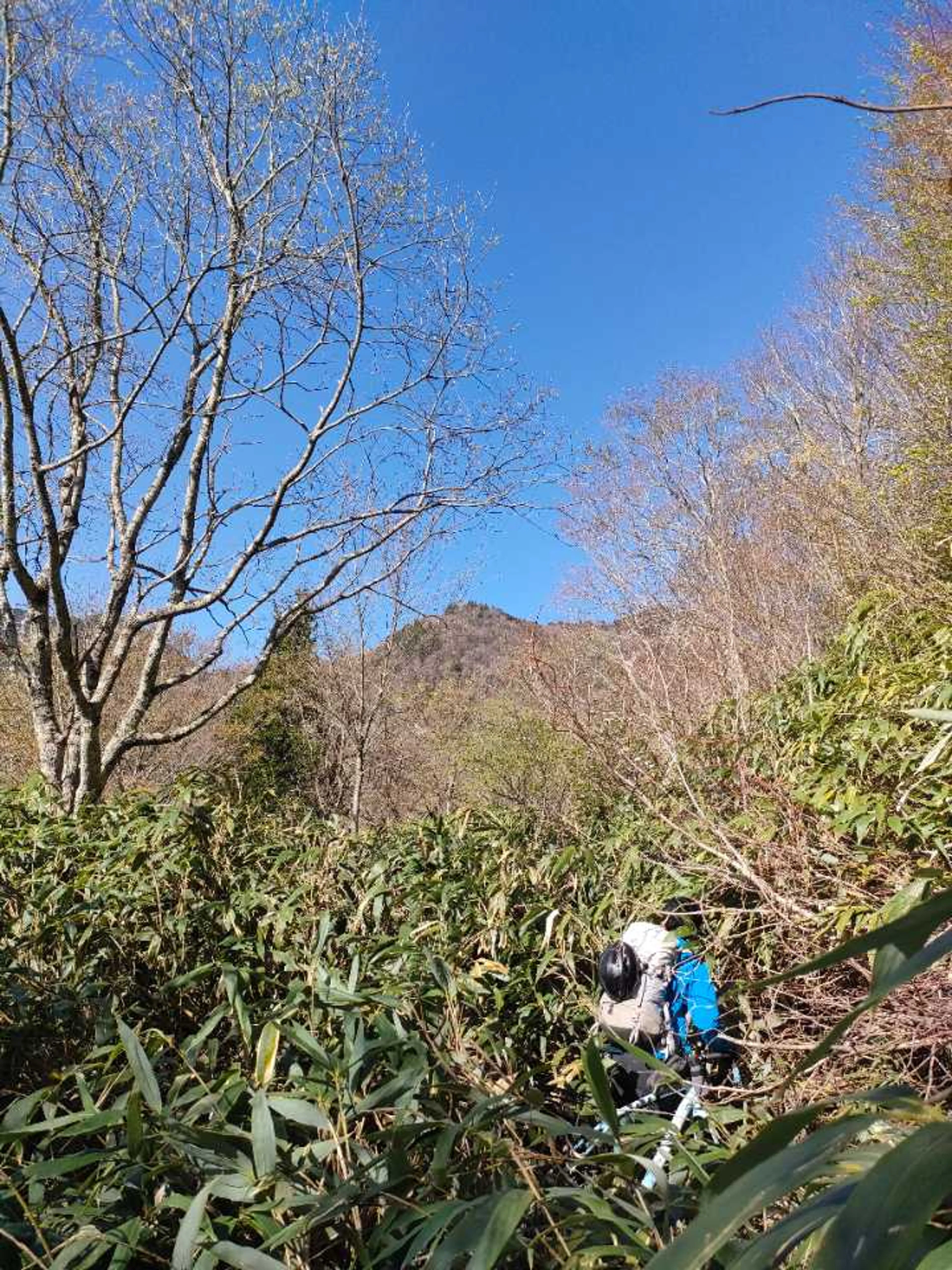 藪だー