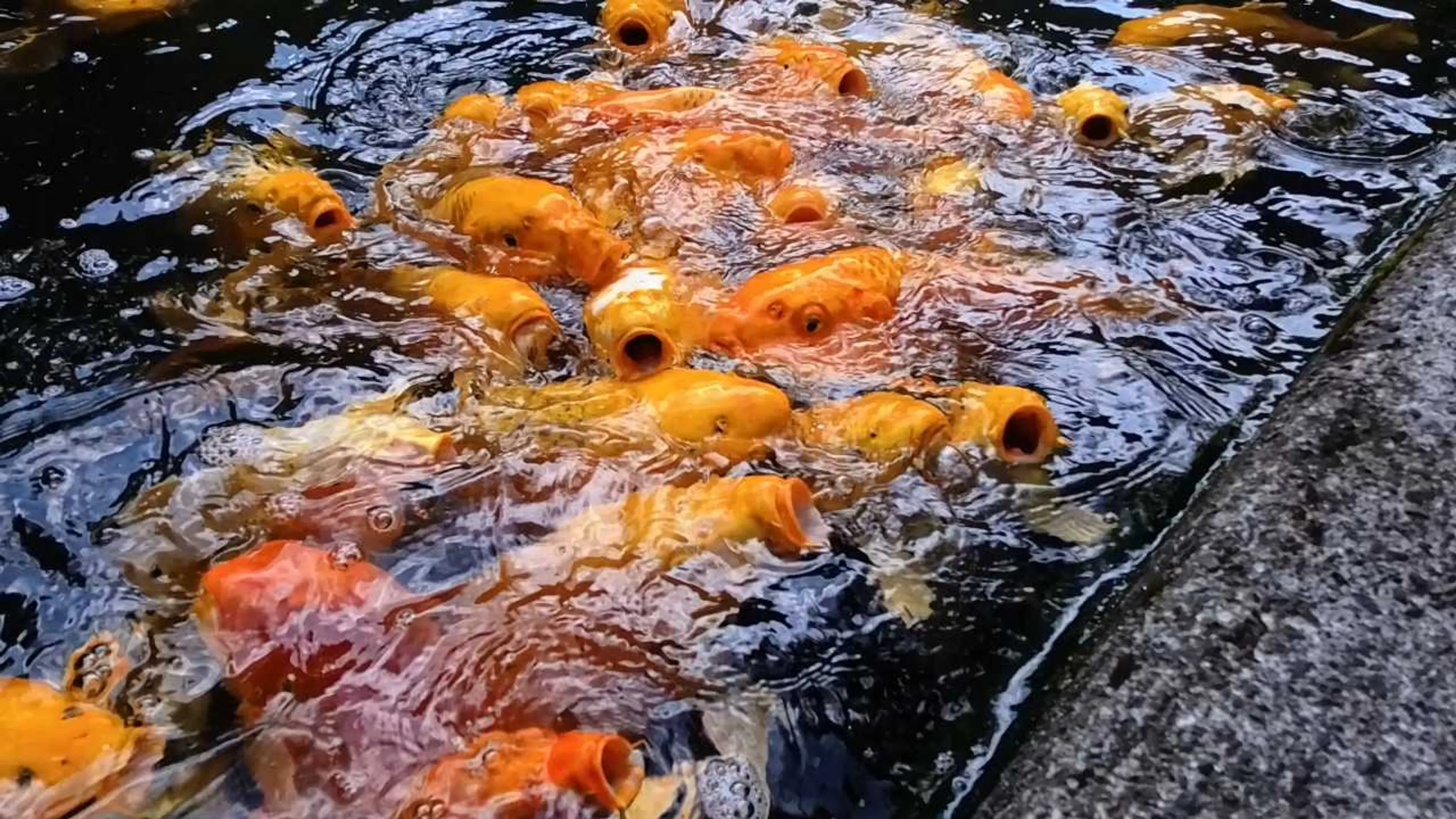 金運アップ