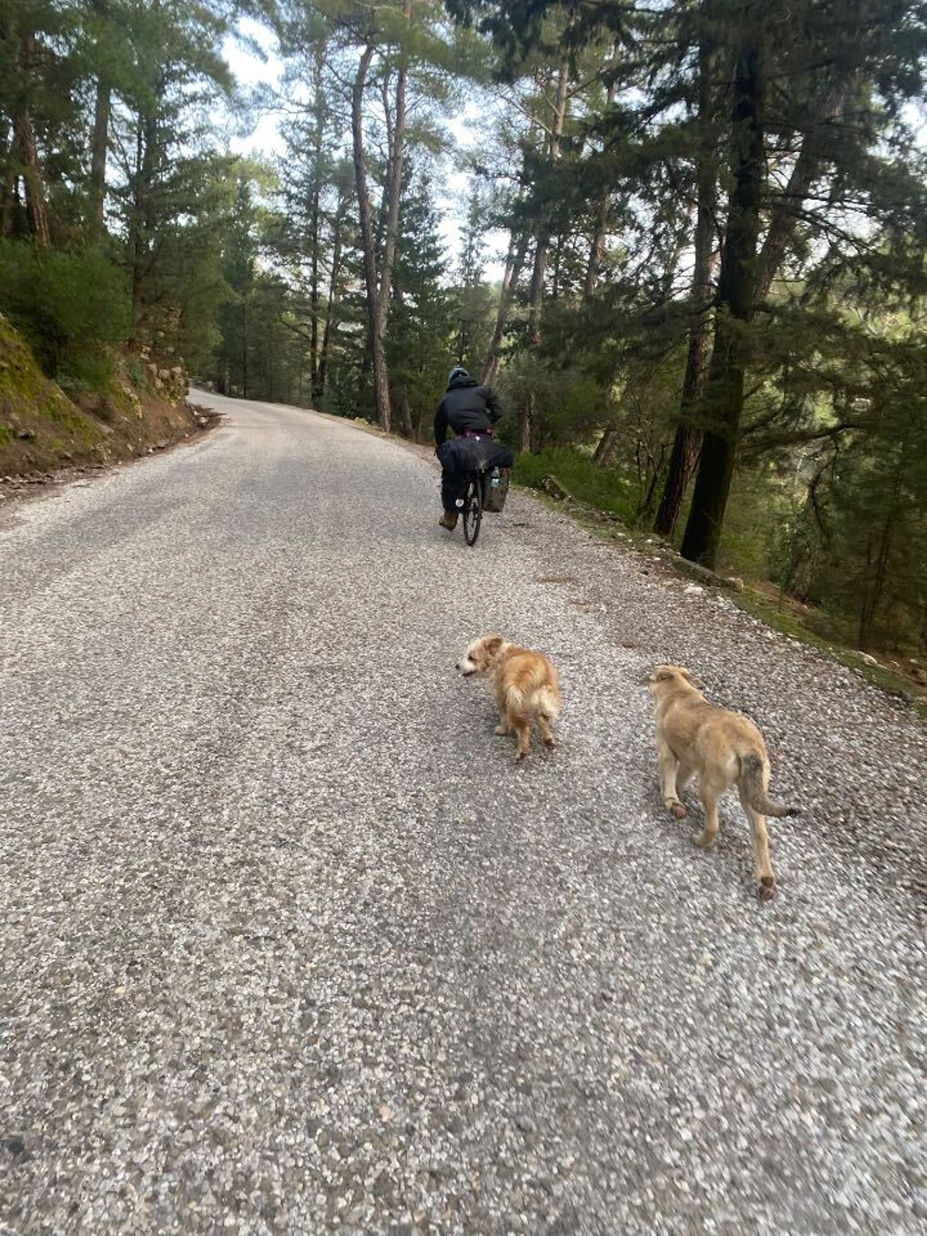 キャンプ場の犬を引き連れて出発．