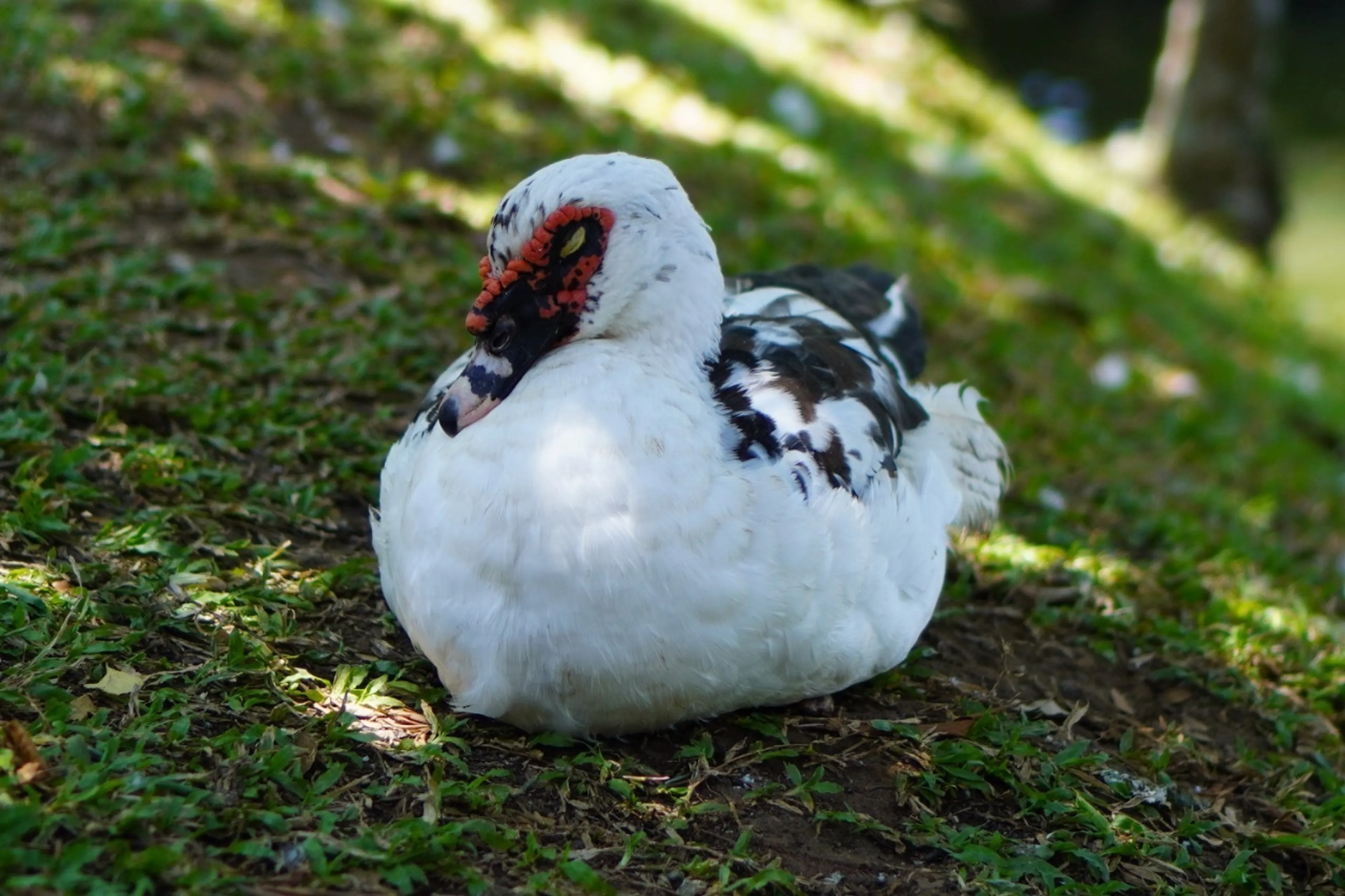 なんの動物だろう。