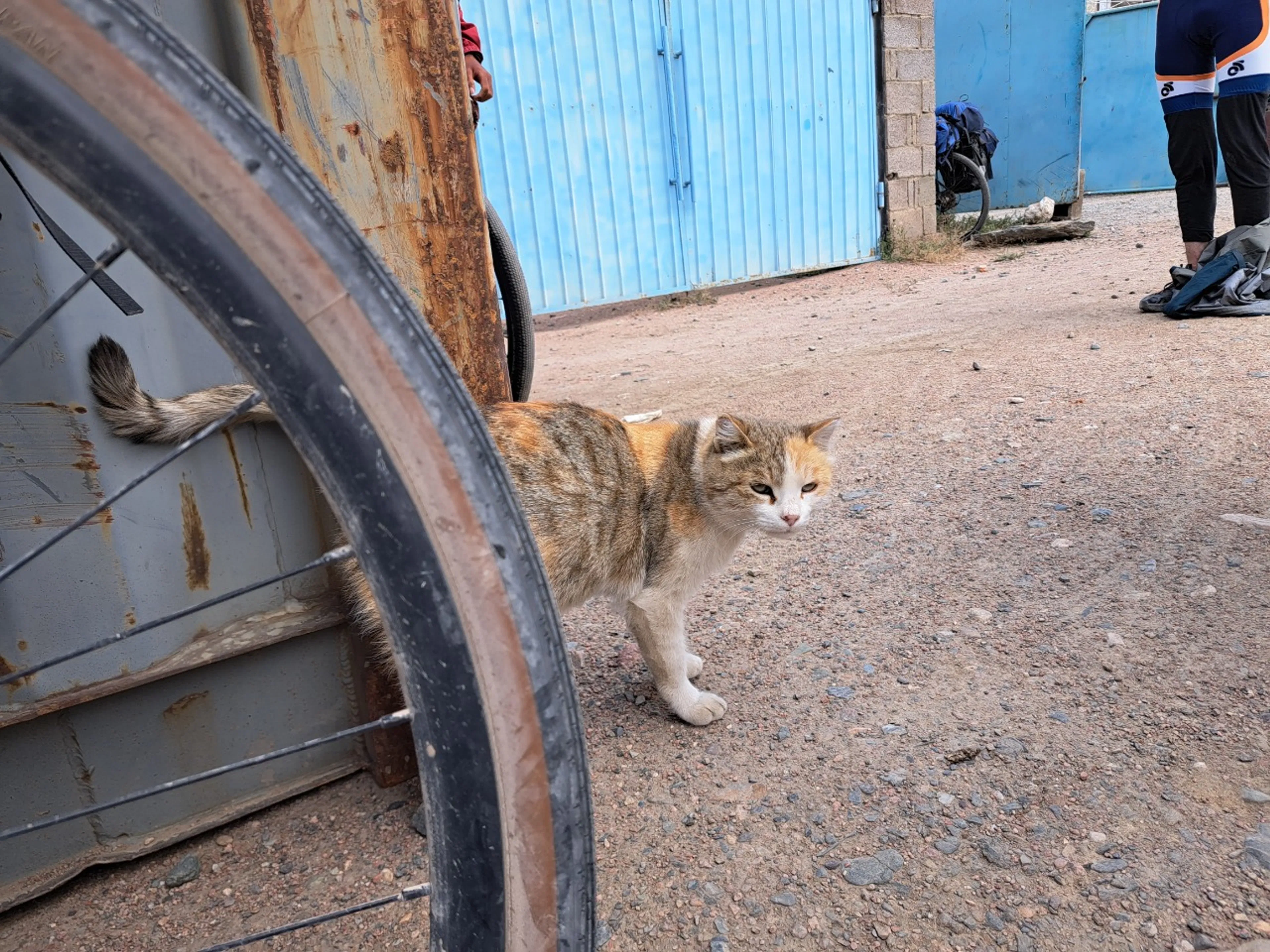ねこたんかわいい