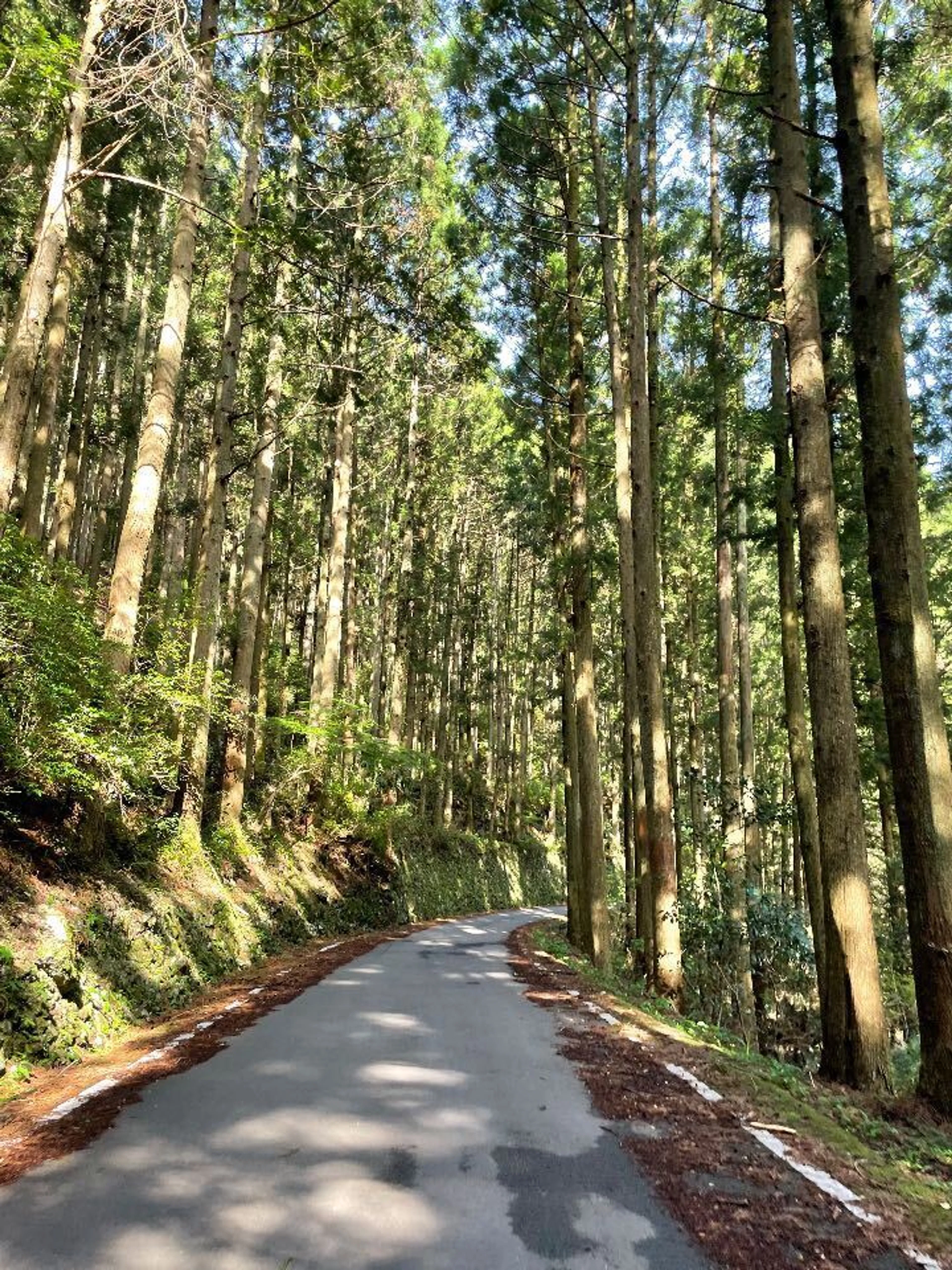 雰囲気のいい林道だわね