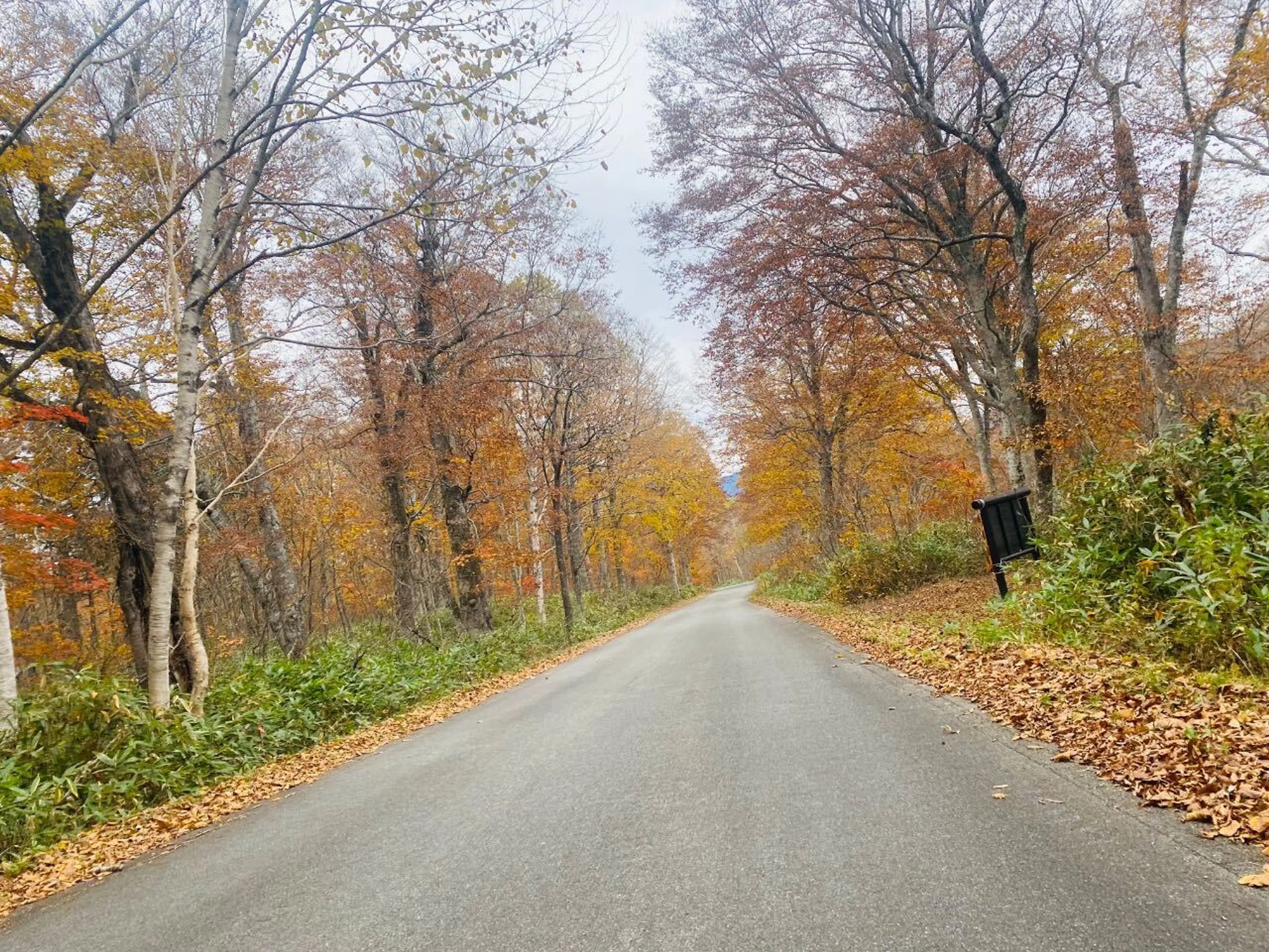 盛り上がってまいりました