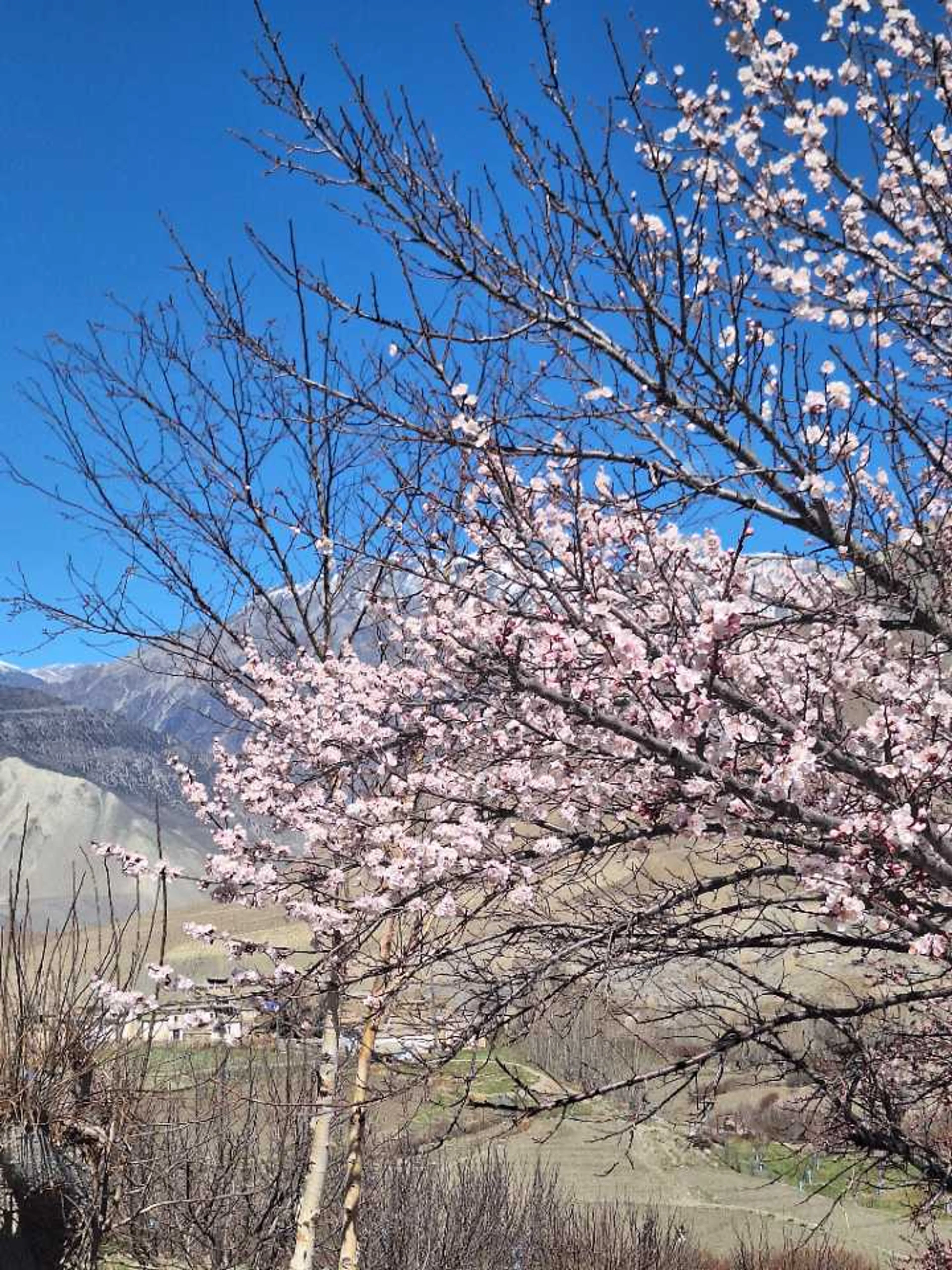 桜がありました。